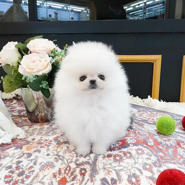 Super rozkošný šálek Pomeranian štěňat