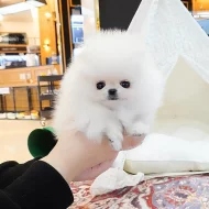 Super rozkošný šálek Pomeranian štěňat