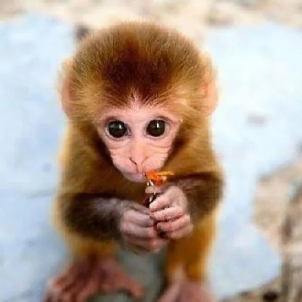 Kosman zakrslý Opice k dispozici