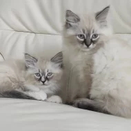 Ručně vychovávaná ragdoll koťata