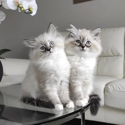 Ručně vychovávaná ragdoll koťata