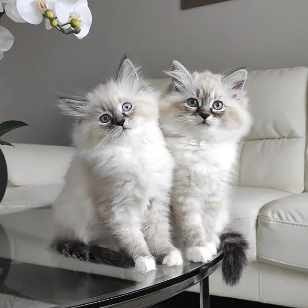 Ručně vychovávaná ragdoll koťata