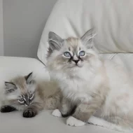 Domácí vychovaná ragdoll koťata