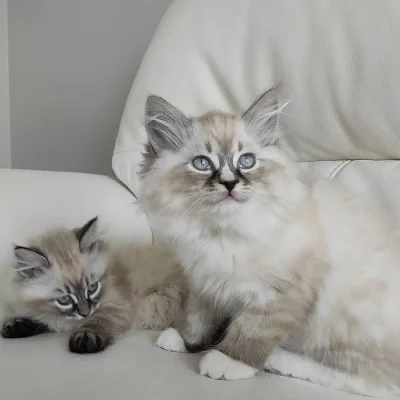 Domácí vychovaná ragdoll koťata