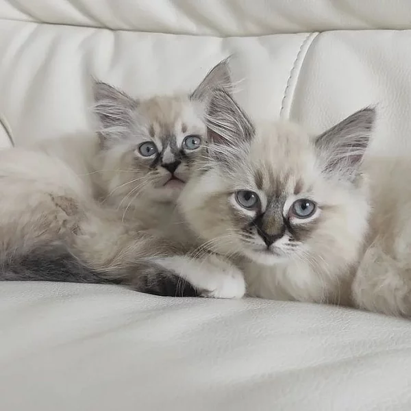 Domácí vychovaná ragdoll koťata