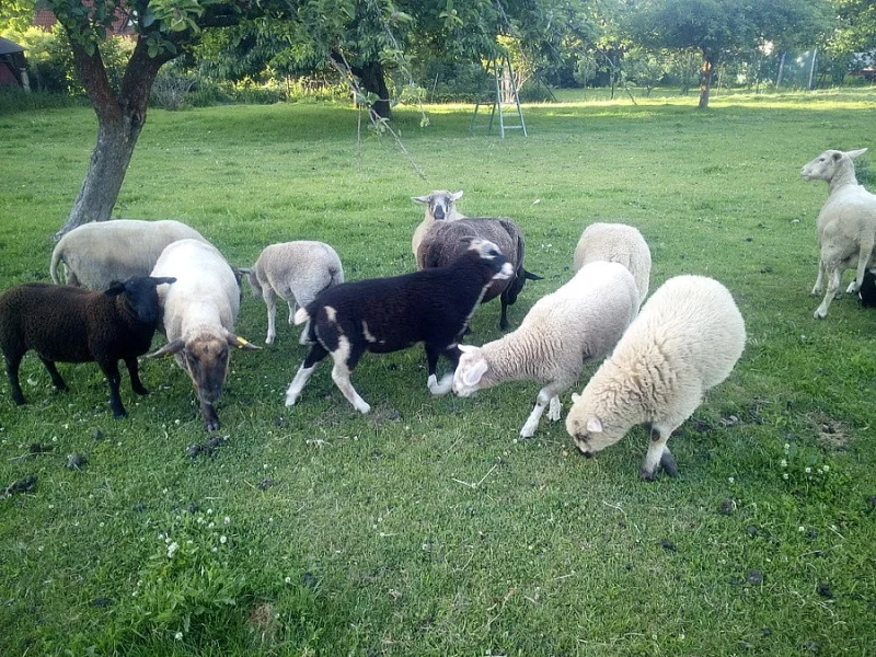 Jehňata