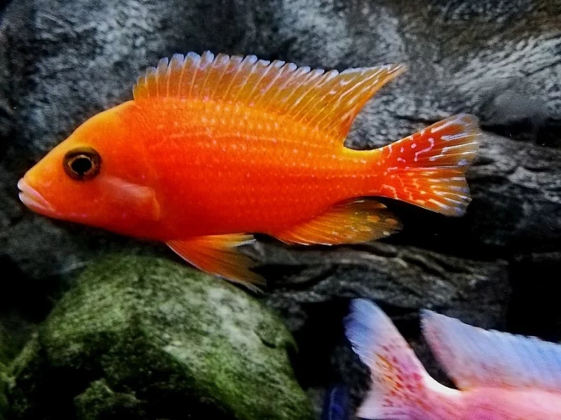 Odchovy tlamovci MALAWI