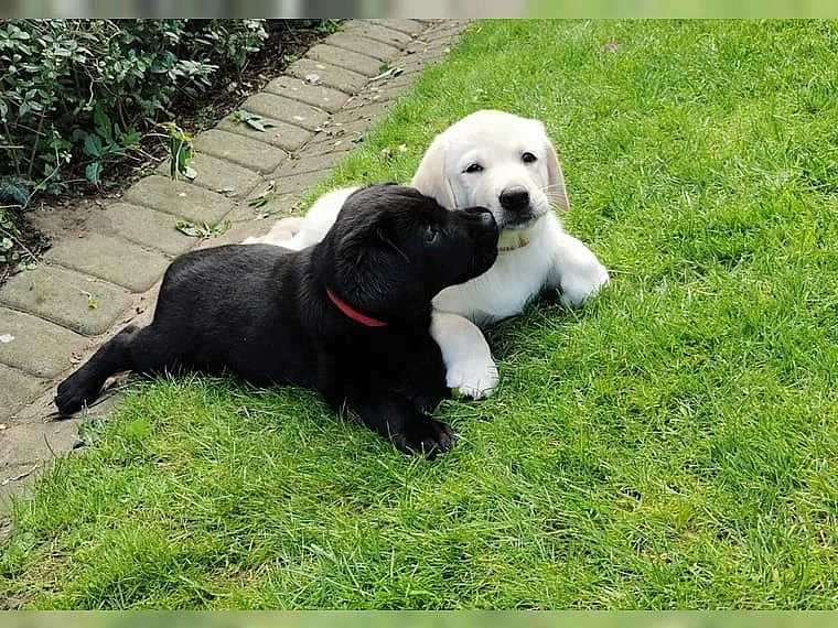 krásná štěňátka labradorského retrívra S PP.