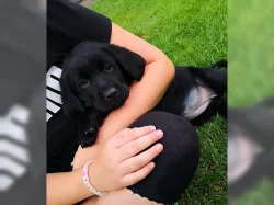 krásná štěňátka labradorského retrívra S PP.