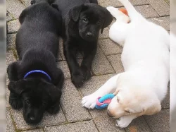krásná štěňátka labradorského retrívra S PP.