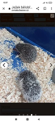 Prodám dva ježky Belobřiché jednoho za 1 000 i z klecí