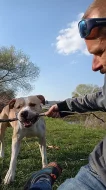 Pitbull bez PP hledá slečnu