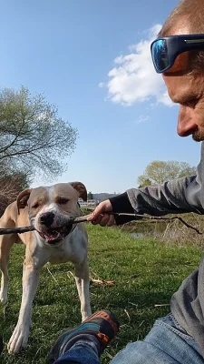 Pitbull bez PP hledá slečnu