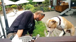 Pitbull bez PP hledá slečnu