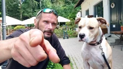 Pitbull bez PP hledá slečnu