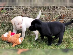 Zdravá a milující štěňata labradorů s rodokmenem.