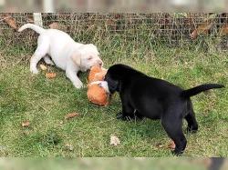Zdravá a milující štěňata labradorů s rodokmenem.