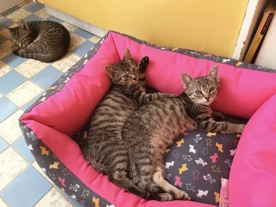 Pouze do dobrých rukou daruji 3 mourovatá koťátka