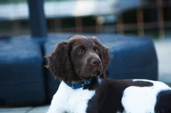 Malý münsterlandský ohař / Čistokrevná štěňata s PP