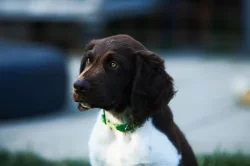 Malý münsterlandský ohař / Čistokrevná štěňata s PP