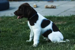 Malý münsterlandský ohař / Čistokrevná štěňata s PP