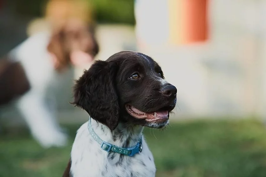 Malý münsterlandský ohař / Čistokrevná štěňata s PP
