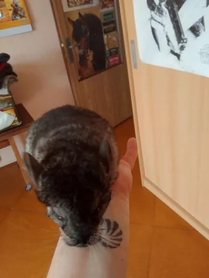 Činčily