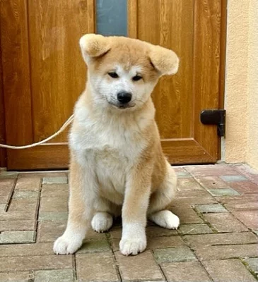 Akita inu štěně