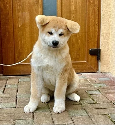 Akita inu štěně