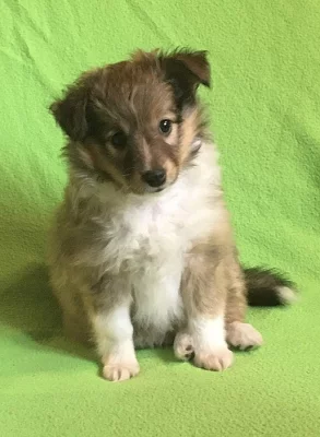 Šeltie - Sheltie štěňě s PP