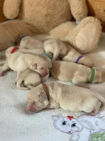 Štěňátka labradorského retrívra s PP