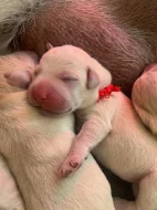 Štěňátka labradorského retrívra s PP