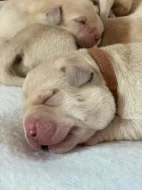 Štěňátka labradorského retrívra s PP
