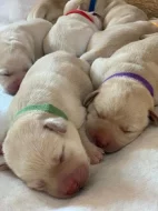 Štěňátka labradorského retrívra s PP