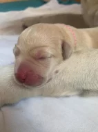 Štěňátka labradorského retrívra s PP