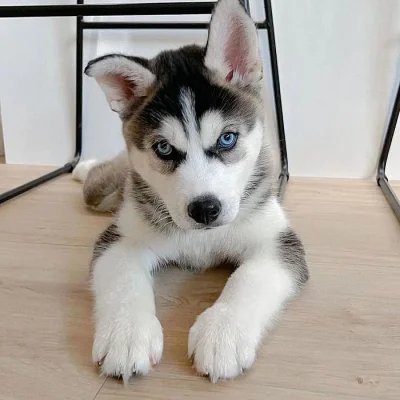 Sibiřský husky