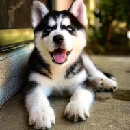 Sibiřský husky