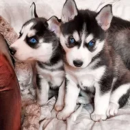 Sibiřský husky