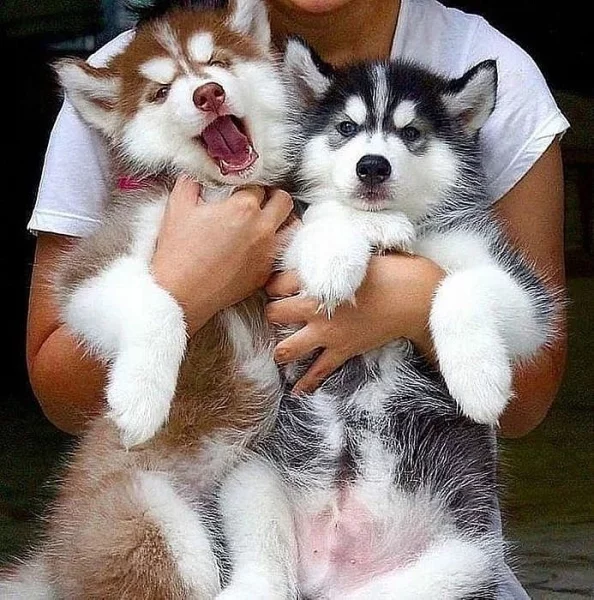 Sibiřský husky