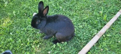 černý zakrslý králík s klecí apod.
