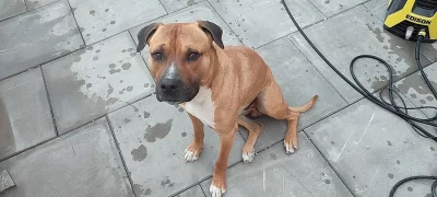 Roxi