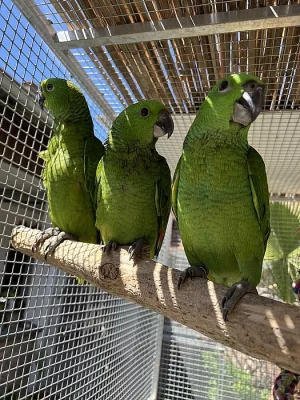 Amazoňan Žlutokrký (amazona auropalliata). Nepříbuzný pár.