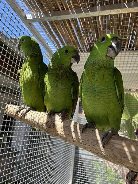 Amazoňan Žlutokrký (amazona auropalliata). Nepříbuzný pár.