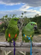 Amazoňan Žlutokrký (amazona auropalliata). Nepříbuzný pár.