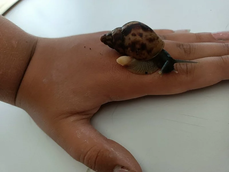 achatina achatina