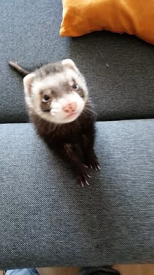 Daruji do dobrých rukou dvě fretečky (holky).
