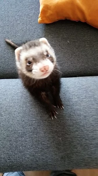 Daruji do dobrých rukou dvě fretečky (holky).