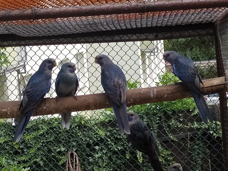 Rosela penant modrý