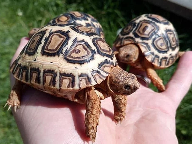 SUCHOZEMSKÉ ŽELVY PARDÁLÍ – vlastní odchov!