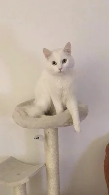Daruji bílého kocourka